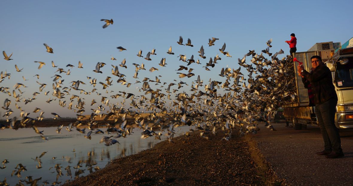 Wyścigami gołębi pasjonują się również Irakijczycy