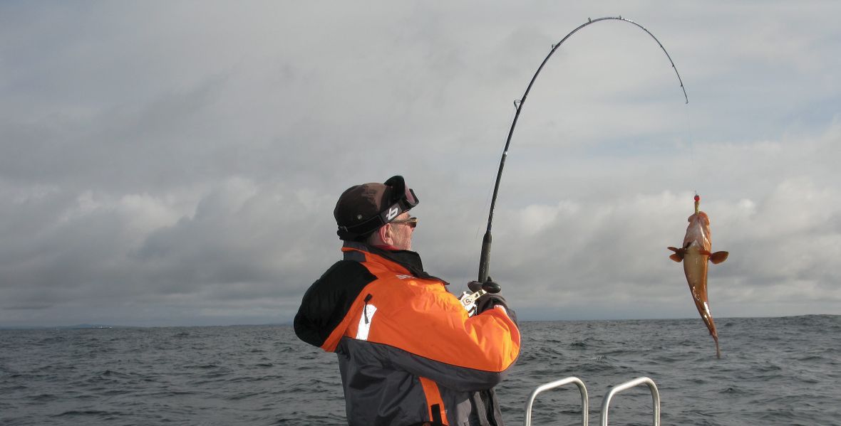 Coraz częściej dorsze łowione w Bałtyku nie należą do rekordowych okazów.