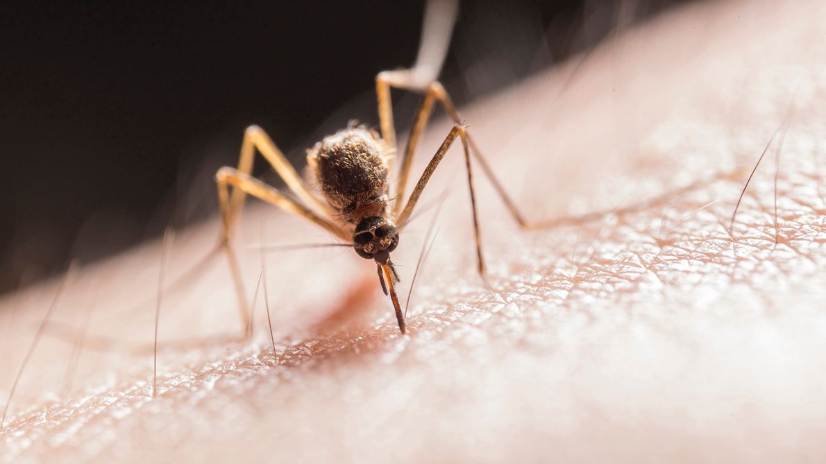 Komary to potencjalna broń biologiczna