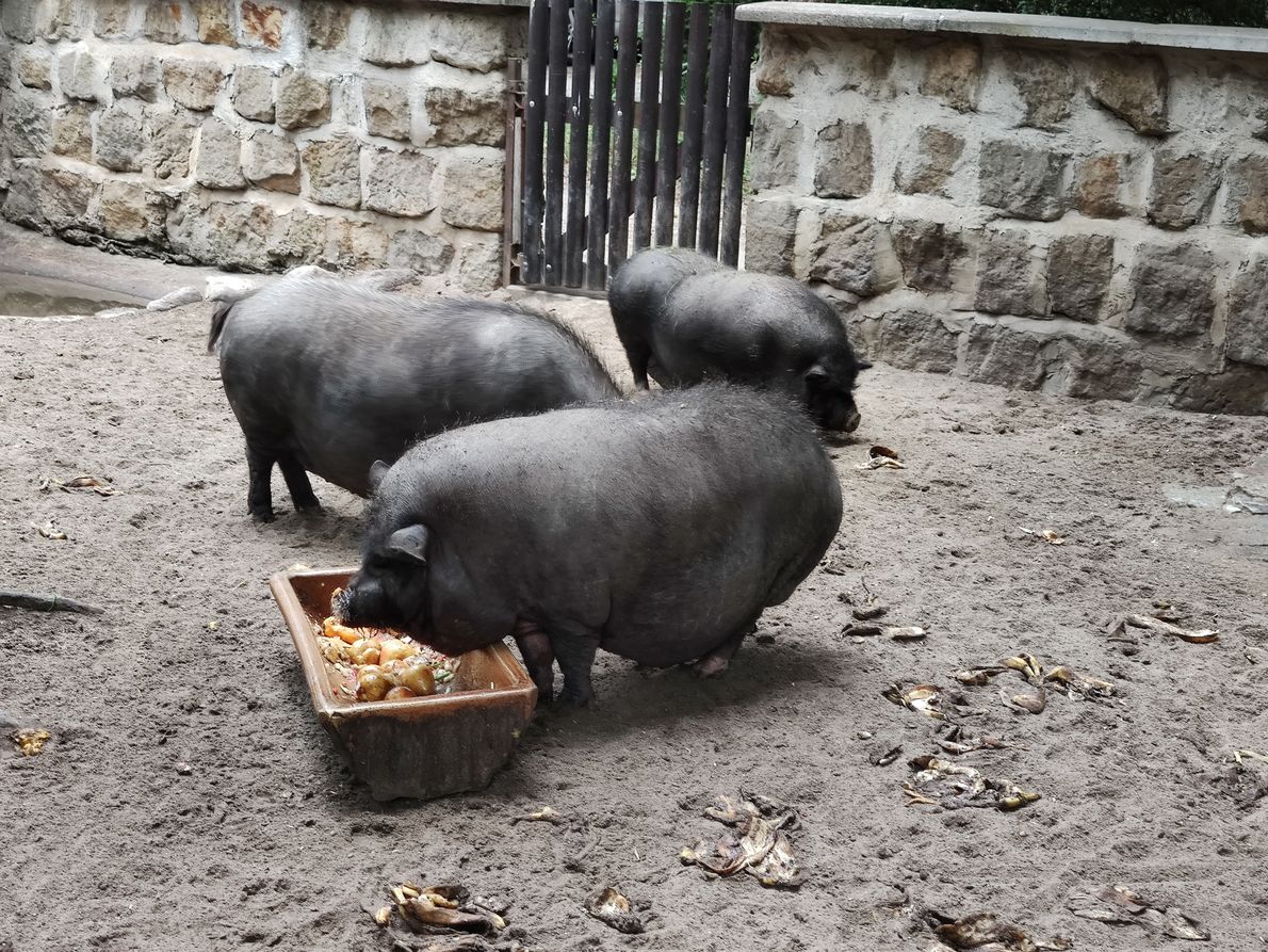 Klimatolog mówi, że warto ograniczyć spożycie mięs