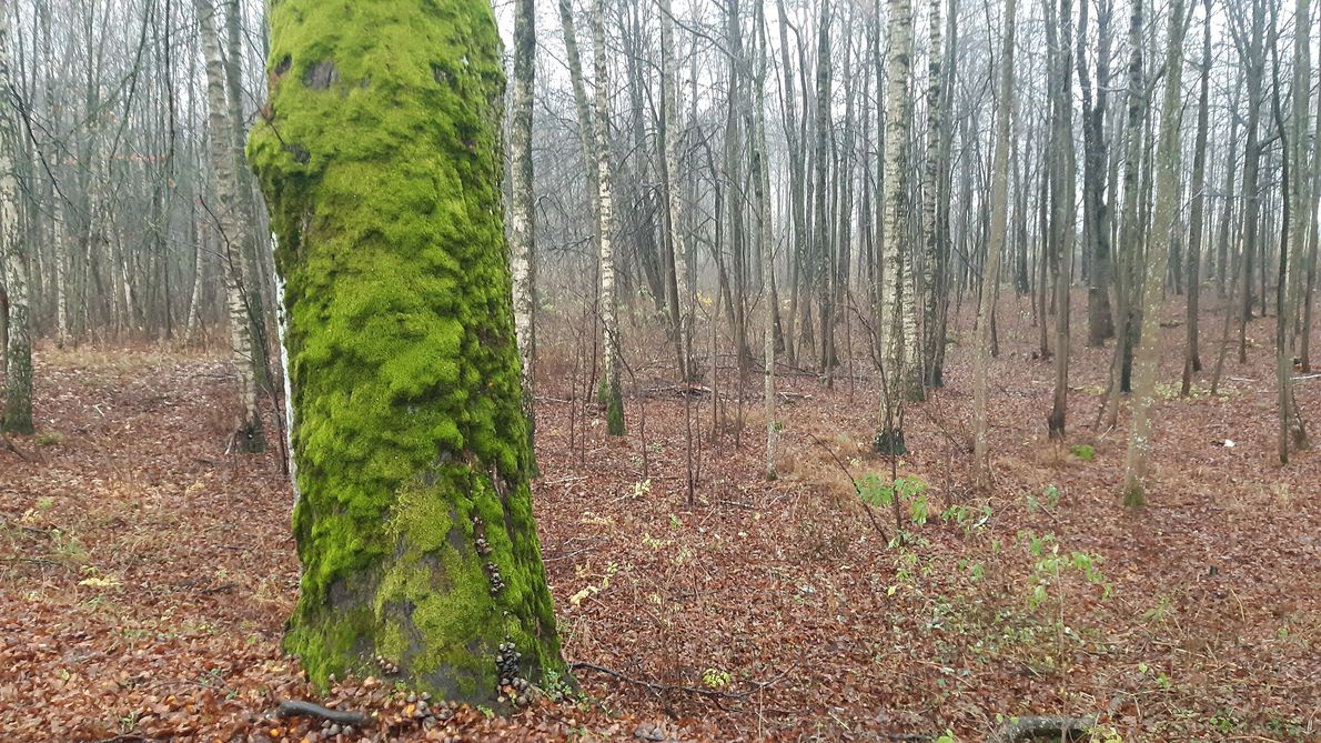 Ginące gatunki mszaków potrzebują dorodnych sędziwych drzew do życia i rozwoju