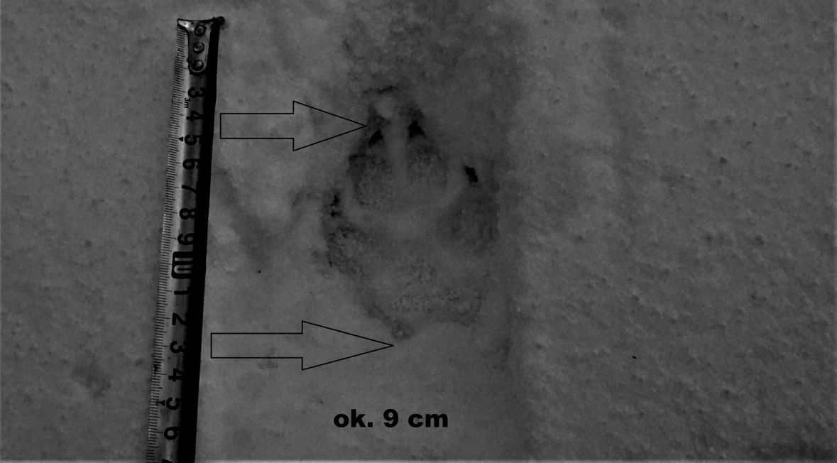 Odcisk łapy drapieżnika ma dziewięć centymetrów. Dorosły basior – samiec, zostawia tropy długości trzynastu centymetrów. Wadera – samica, jakieś dwa centymetry krótsze. Najprawdopodobniej widziałem więc młodego wilka
