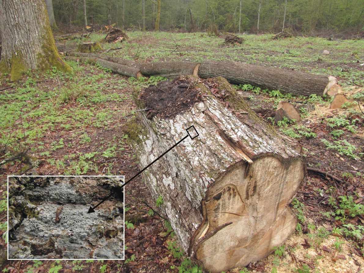 Pień wyciętej lipy ze ściśle chronionym porostem - puchlinką ząbkowatą. Czasem wystarczy wyciąć jedno drzewo, by zniszczyć miejsce występowania gatunku chronionego