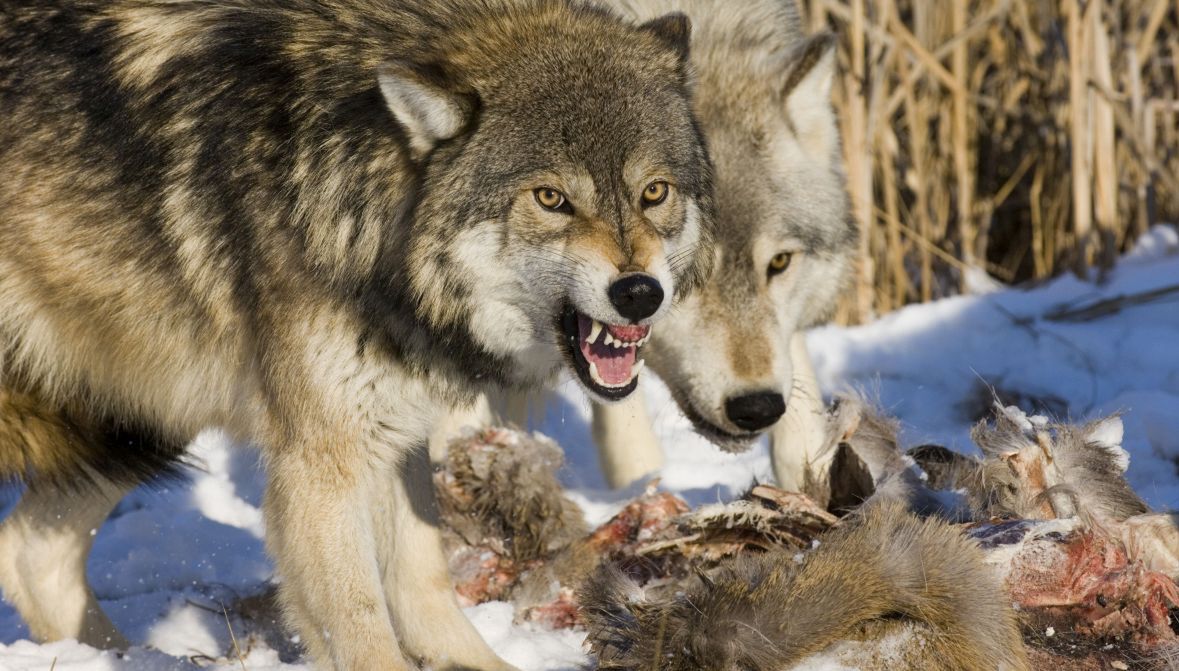 Przeciętna wilcza wataha średnio zjada sarnę lub jelenia raz na dwa, trzy dni