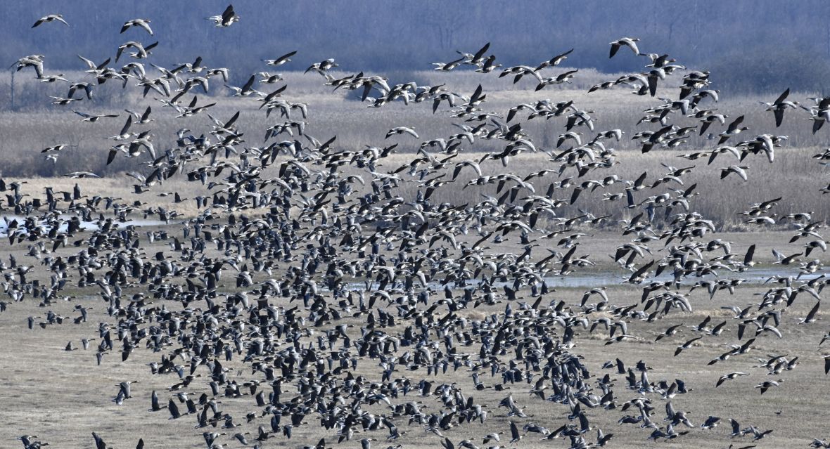 Na terenach BNP każdej wiosny pojawiają się tysiące ptaków, dla który park to teren lęgowy